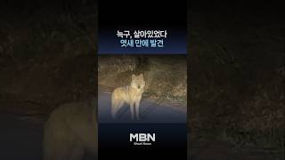 엿새 만에 겨우 찾았는데…'늑구' 또 놓쳤다 [숏뉴스]