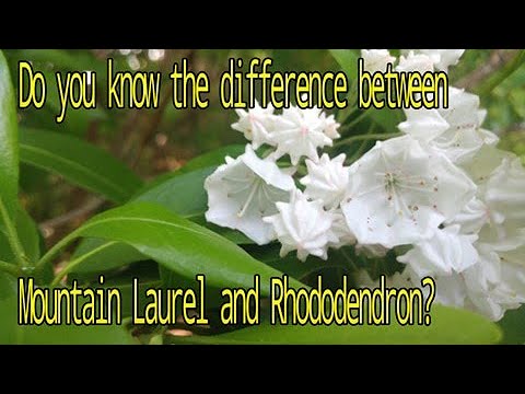 Mountain Laurel (Kalamia Latifolia) Know the difference between Mountain Laurel and Rhododendron?