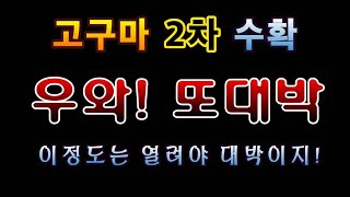 [텃밭농부.800]  고구마 2차수확 와! 또 대박 #고구마재배