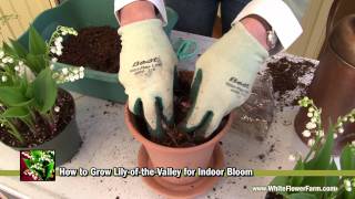 How to Grow Lily-of-the-Valley Indoors - White Flower Farm