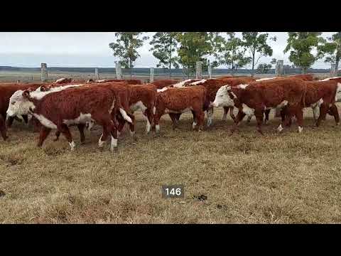 Lote 63 Terneros/as en Concepción del Uruguay, Entre Ríos