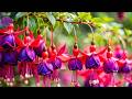 The 25 Most Beautiful Flowers In The World Stunning Blooms You Need To See