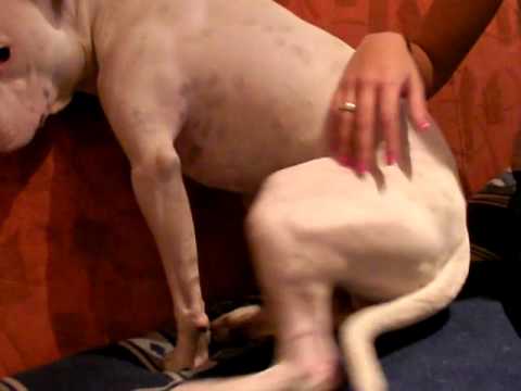 Charlyn, Kimba und Heidi