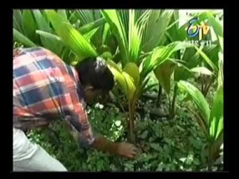 coconut plantation