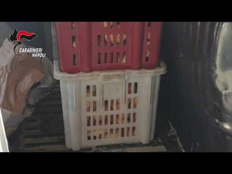 Acerra. Un forno abusivo nella sua abitazione: 60enne denunciata dai carabinieri