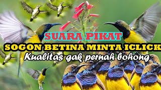 Download lagu Suara pikat burung sogon betina birahi memanggil jantan paling ampuh,mp3 pikat suara jernih. mp3