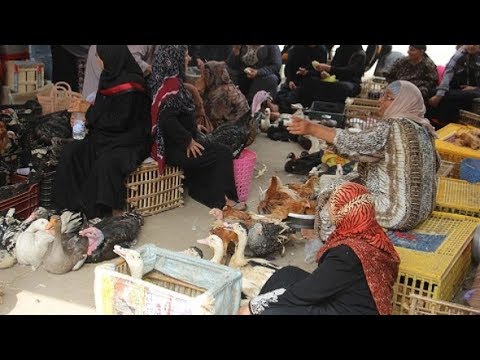 أسعار الفراخ والبط والوز والحمام والأرانب في الأسواق اليوم 2 7 2018