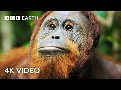 Robot Spy Copies Orangutan Behaviour to Earn Their Trust | 4K UHD | Spy In The Wild | BBC Earth