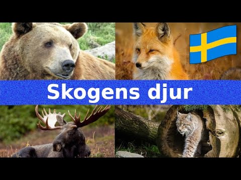 , title : 'Skogens Djur | Namn och Läten | Svenska | För Barn'