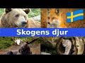 Skogens Djur Namn Och Läten Svenska För Barn