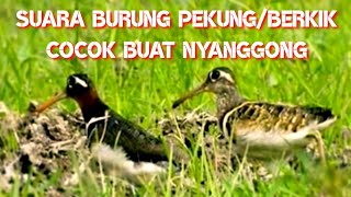 Download lagu suara burung pekung/berkik mp3