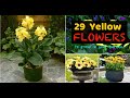 29 Types Of Yellow Flowers For Garden Plants With Yellow Flowers