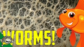 Live Fish Food: How to make Micro Worm and Banana Worm Cultures.