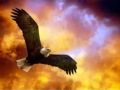 Aguila Furtiva