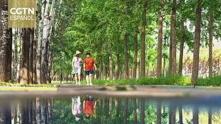 Entra en vigor el Código Ecológico y Ambiental de China
