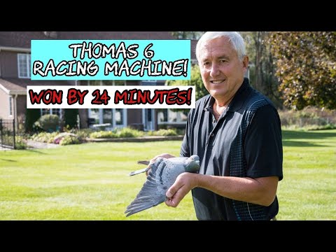 Thomas 6 – Superstar Racing Pigeon from Ganus Family USA | 1st Golden Algarve Winner