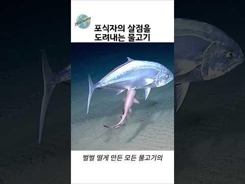 상어와 고래도 당하는 극한의 한입충