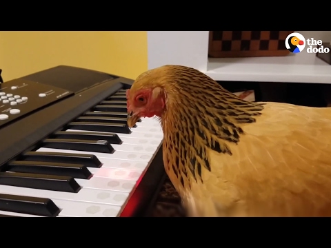 雞雞 彈琴記