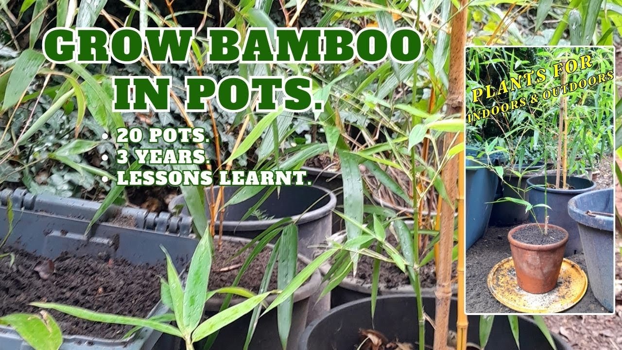 I Grow Bamboo in 20 Container Pots, Here is What I learnt (GROWING BAMBOO IN CONTAINER POTS   TIPS)