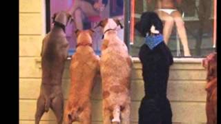 Blake Babies- I'm not your mother ...Dogs vol 16