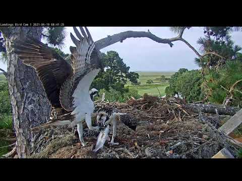 Failed Fish Delivery For Fledgling At Savannah Nest – June 19, 2021