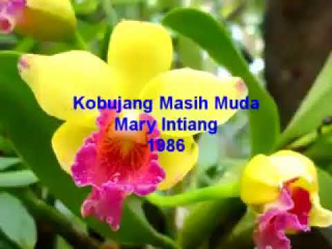 Mary intiang.. Kobujang masih muda 1985
