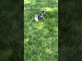 French Bulldog dogs for sale: Maxine - Video 1