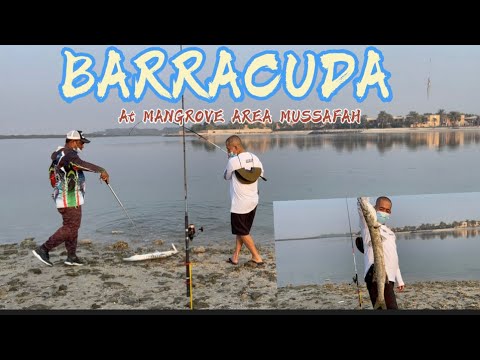 FIRST CATCH IN MANGROVE FISHING SPOT | BARRACUDA