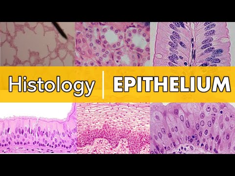 Histology | Epithelium