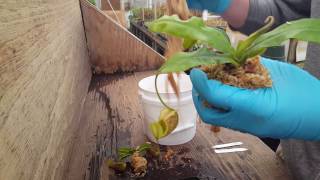 Potting Up Nepenthes