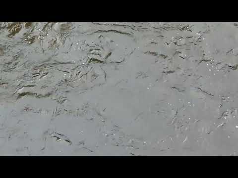 Drömmen om stora Lax och Öring fiske i Mobacken Skellefteå