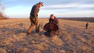 Chasse au dindon 2016