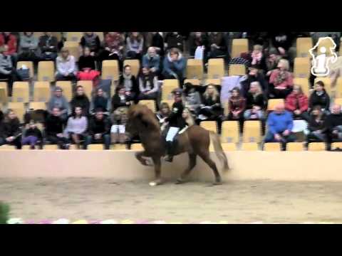 WorldTölt Odense 2013 - Johanna & Frauke V1 - isibless