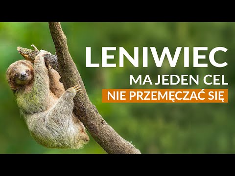 SLOTH - has one goal: NOT TO OVEREXERCISE | Learn about the sloth's superpowers | Why is it so slow?