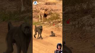 Download lagu Ditinggal Induknya Anak Monyet Dalam Bahaya‼️Singa Incar Anak Monyet#animals#lion#shortvideo mp3