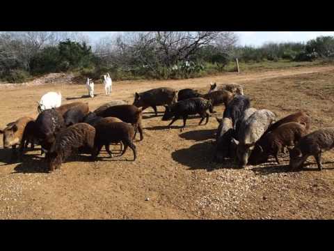 Feral hogs everywhere on this south Texas ranch