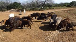 Feral hogs everywhere on this south Texas ranch