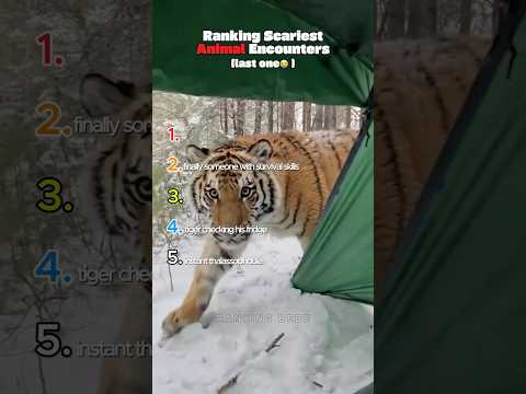 Ranking Scariest Animal Encounters