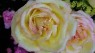 ALICE DEEJAY WHO NEEDS GUITARS ANYWAY 