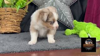 Video preview image #1 Miniature Australian Shepherd Puppy For Sale in GRANBURY, TX, USA