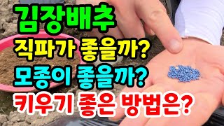 김장배추 직파,모종 어느게 좋을까요?심은후 이걸 뿌리면 진딧물 벼룩잎벌레 예방된다고?