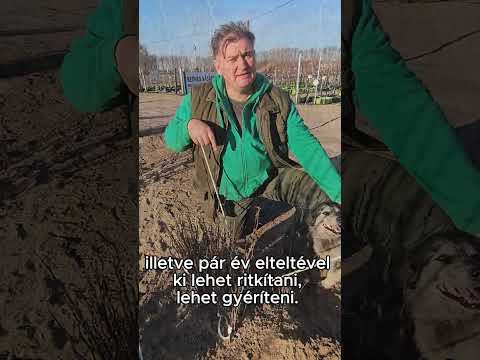 Akácfa - mézet és tűzifát is ad videó