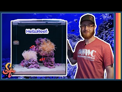 The BEST Beginner Saltwater Aquarium?! - Starting Your First Saltwater Fishtank!