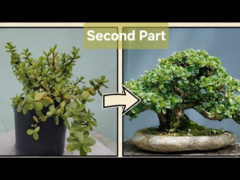 How to Start Jade Plant Bonsai from Scratch | Beginner Guide