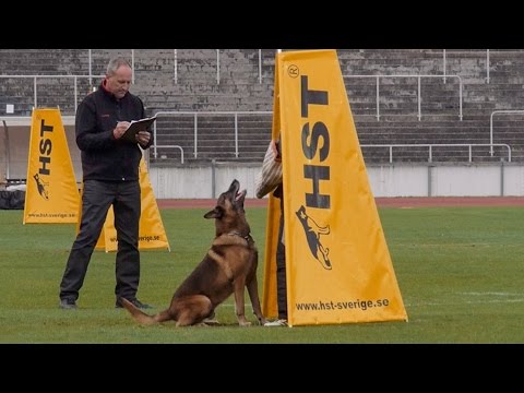 Working Dog FCI IPO World Championships 2014 Malmö, Sweden