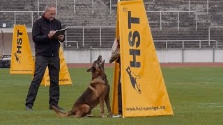 WorkingDogFCIIPOWorldChampionships2014Malmö,Sweden