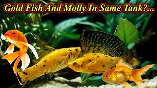 Can We Keep Gold Fish And Molly Fish In Same Tank?... / Fish Aquarium Tamil