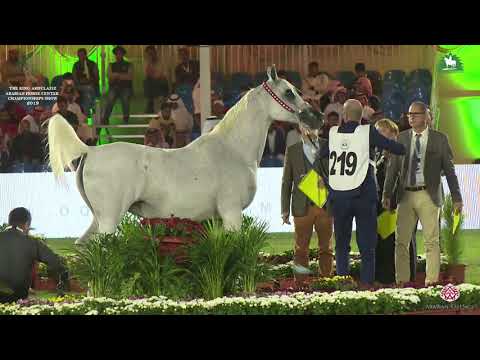 N 219 FELICJANA   KAAHC 2019   Mares 10+ Years Old Class 6B