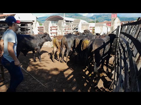 Garrotes todos os sábados pra vender em Vertentes Pernambuco 13/06/2026.