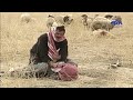 مسلسل صقر الجبل كامله mp3 تحمـيـل